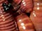 Tiger worms