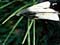 Nesting white-backed magpies
