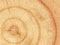 Cross-section of a pine log
