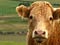 Prize-winning steak and surviving cattle