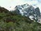 Mountain beech