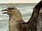 Subantarctic skua defending its prey