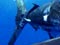 A striped marlin