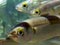 A school of yellow-eyed mullet