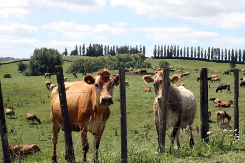Waikato farmland