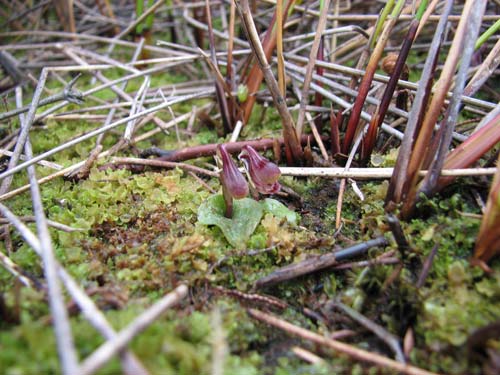 Swamp helmet orchid