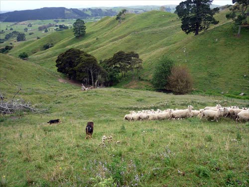 Hill-country farm