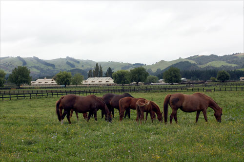 Horse stud