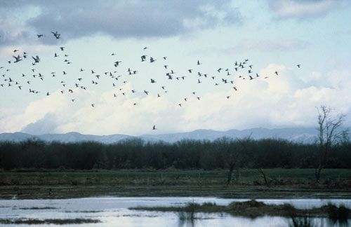 Kopuatai Peat Dome
