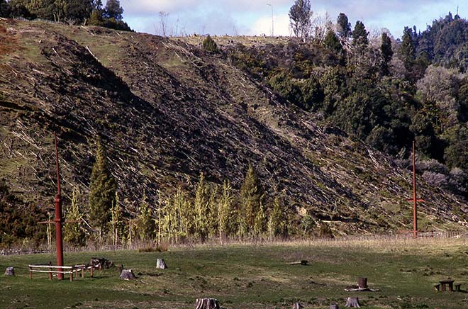 Niu pole, Maraekōwhai