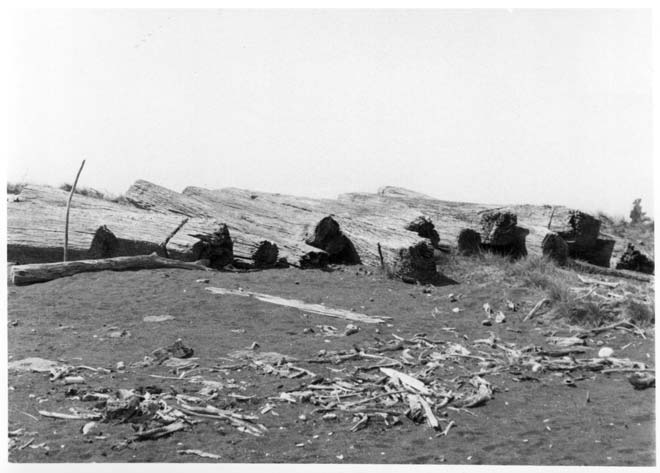 12 tōtara logs
