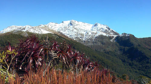 Mountain neinei, Mt Arthur