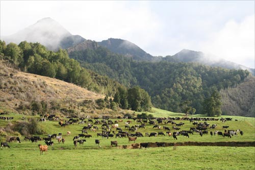 Mātakitaki River valley dairy farm