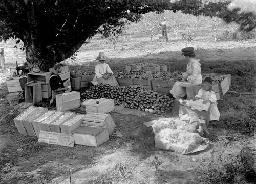 Packing apples