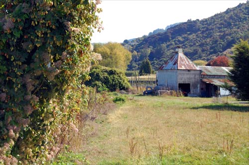Wild hops and kiln