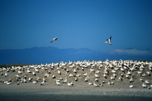 Farewell Spit: gannets