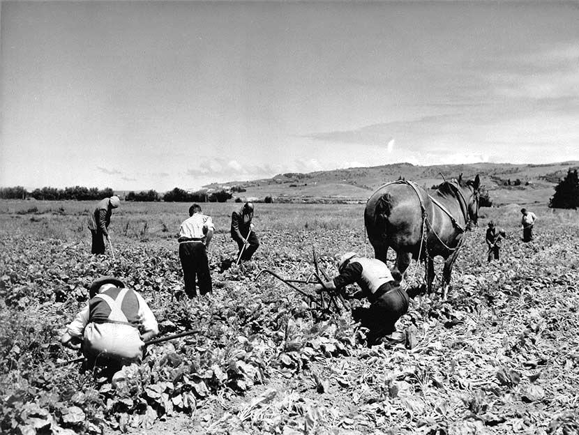 Asylums: outdoor work, Cherry Farm