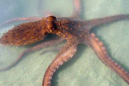 Octopus at Pōrangahau 