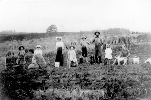 The Langmuir family harvesting potatoes, around 1910