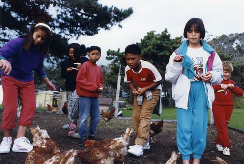 Feeding hens, Ōtaki Health Camp, 1992