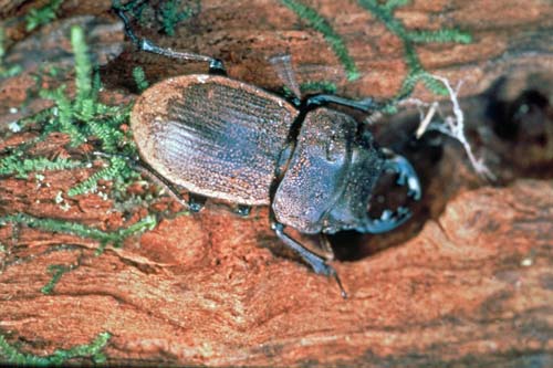 Coromandel fauna: Moehau stag beetle