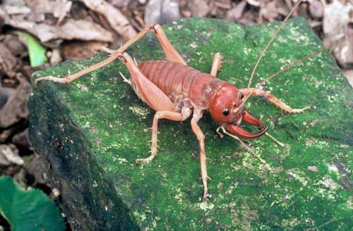 Coromandel fauna: tusked wētā
