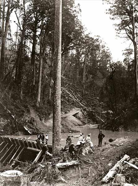 Logging kauri: driving dams