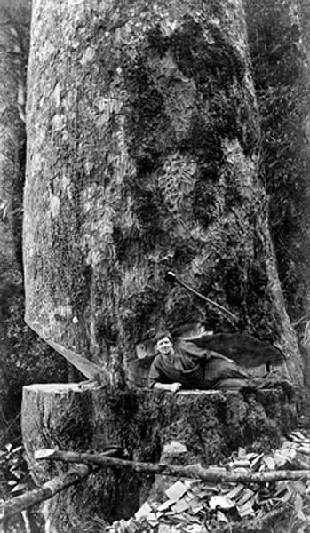 Tree trunk and bushman