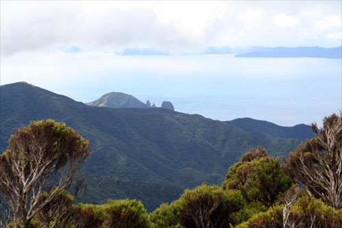 View from Moehau