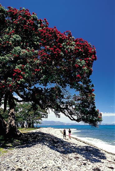 Coastline pōhutukawa