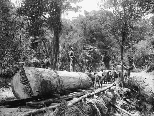 Labourers: Native tree logging