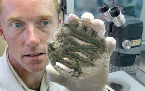 Toxic fungus