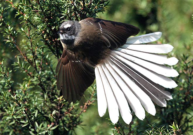 Fantail with wings outspread