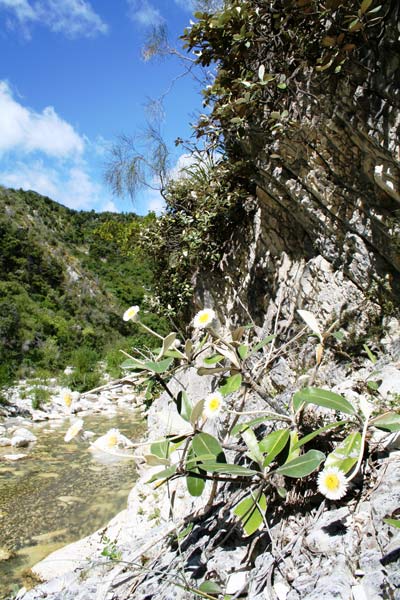 Marlborough rock daisy