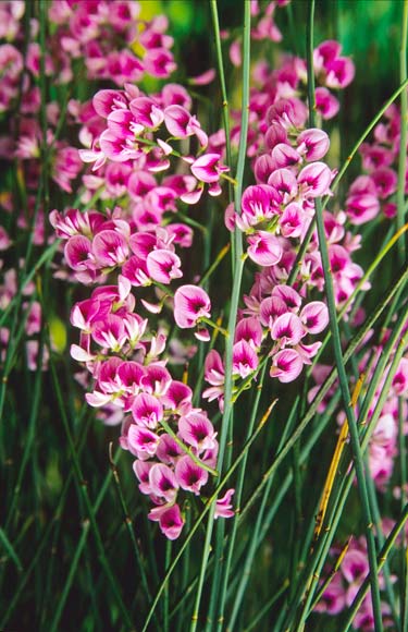 Pink broom