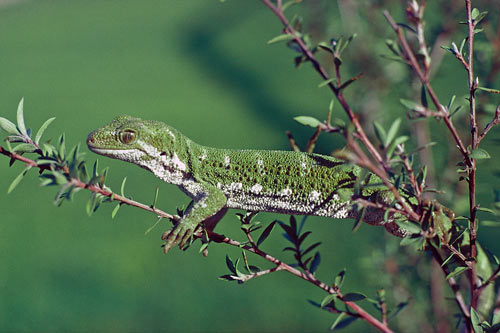 Marlborough green gecko