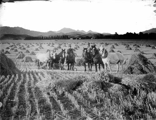 Harvesting oats