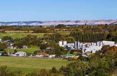 Milk plant, Tuamarina