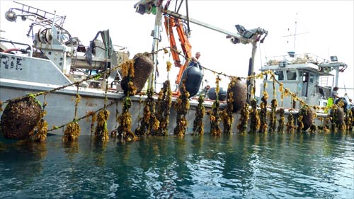 Harvesting mussels