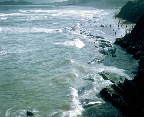 Whale stranding at Wainui Beach