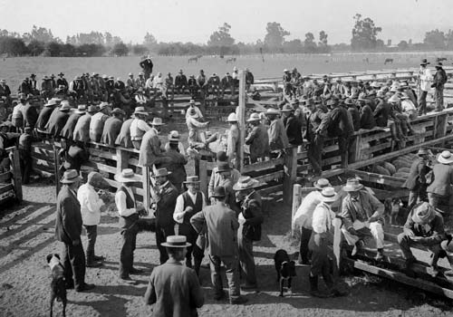 Farming: stockyards