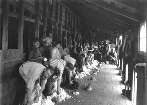 Shearing gang
