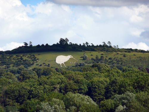 Chalk kiwi, Wiltshire, England