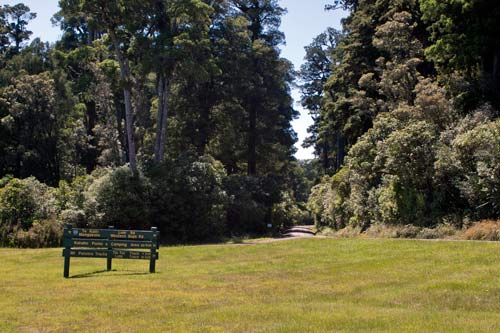 Pureora Forest Park