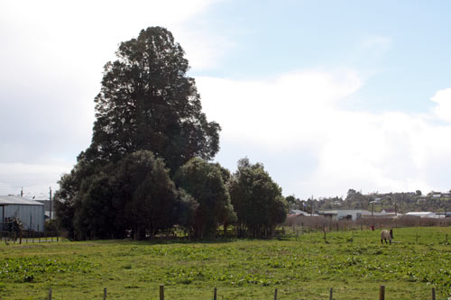 Huipūtea, a landmark tree
