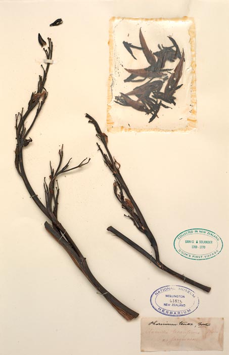Flax collected on Cook's first voyage, 1769