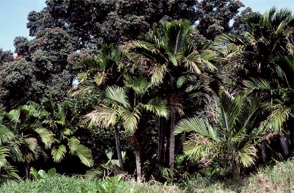 Pōhutukawa and nīkau