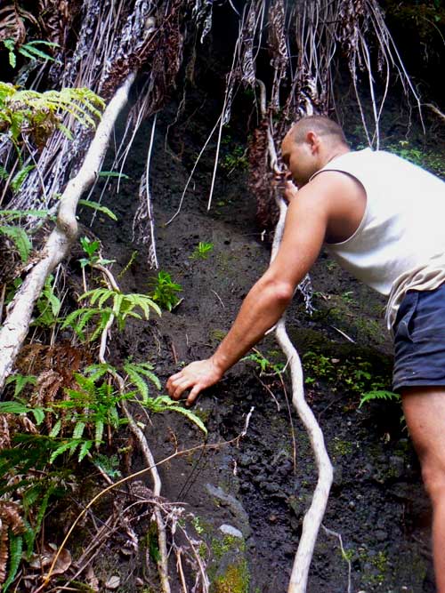 Planting a Raoul Island hebe, 2010