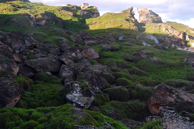 Low-growing vegetation, Cheeseman Island