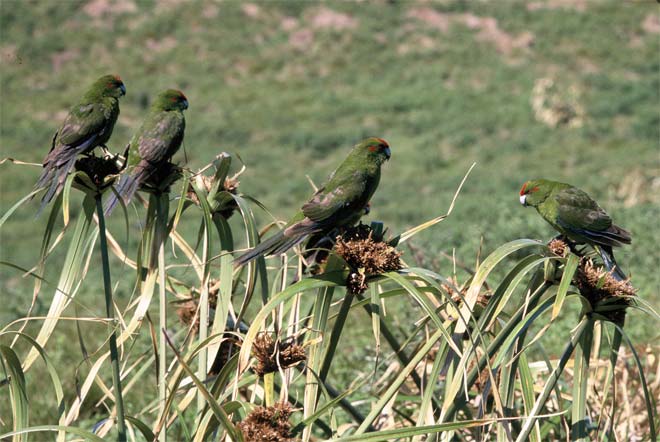 Kermadec parakeets, Macauley Island